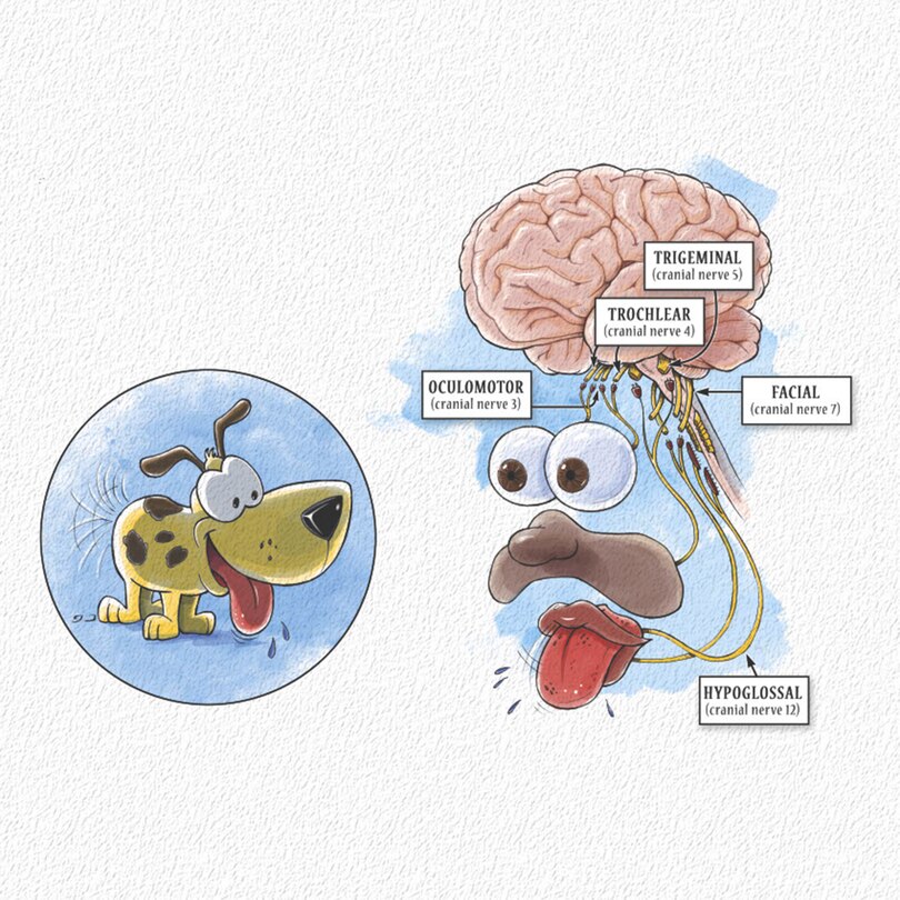 Sample content_Ned's Head