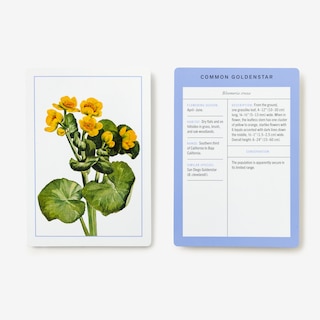 Sample content 4_New York Botanical Garden Wildflower Identification Flashcards