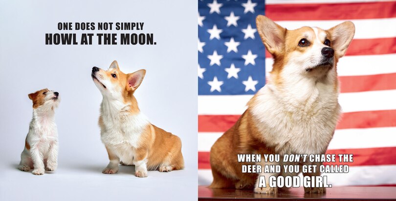 Aperçu du contenu_No Thoughts Just Corgis