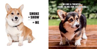 Aperçu du contenu 3_No Thoughts Just Corgis