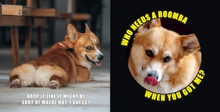Aperçu du contenu 5_No Thoughts Just Corgis