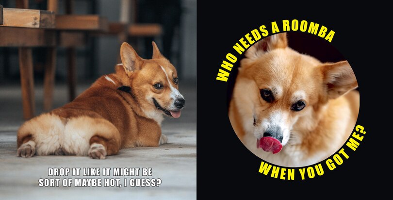 Aperçu du contenu 5_No Thoughts Just Corgis