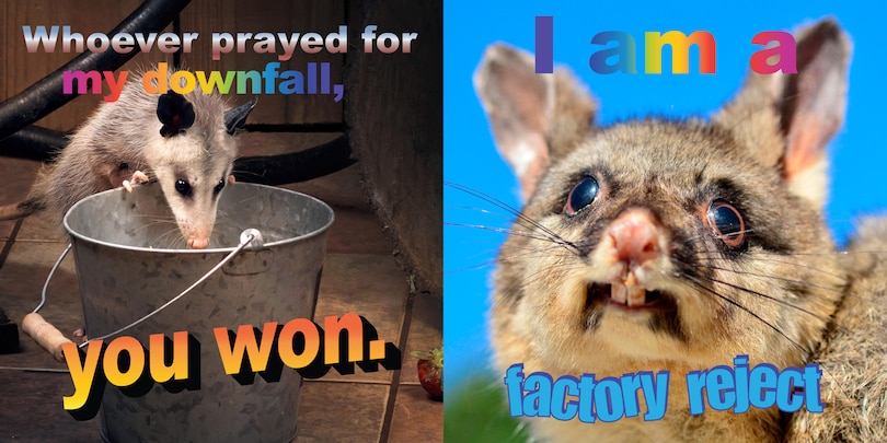 Sample content_No Thoughts Just Possums