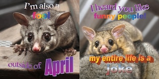 Sample content 2_No Thoughts Just Possums