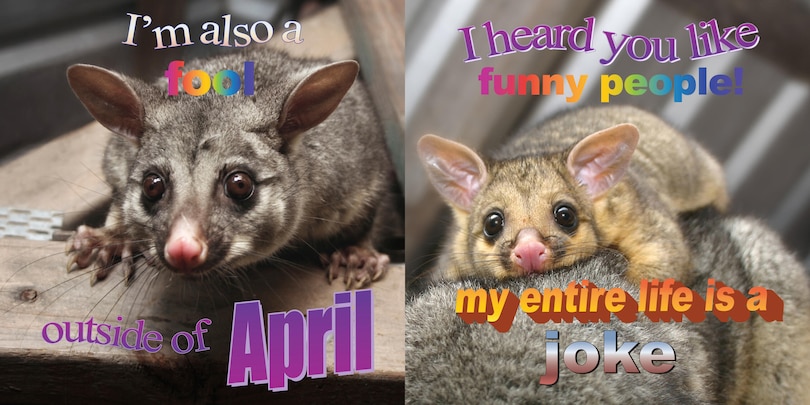 Sample content 2_No Thoughts Just Possums