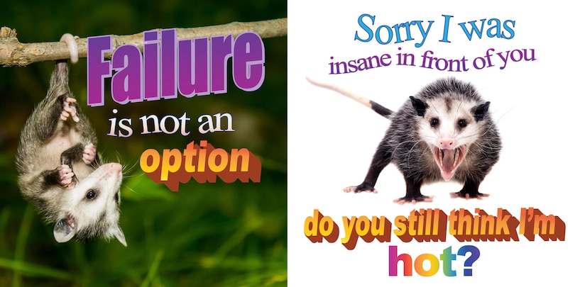 Sample content 3_No Thoughts Just Possums