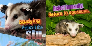 Sample content 4_No Thoughts Just Possums
