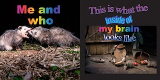 Sample content 5_No Thoughts Just Possums