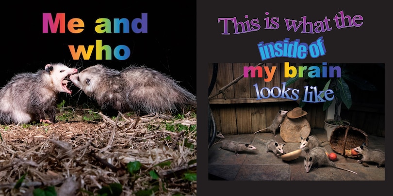 Sample content 5_No Thoughts Just Possums