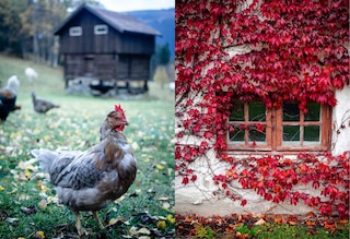 Aperçu du contenu 3_Norwegian Baking through the Seasons