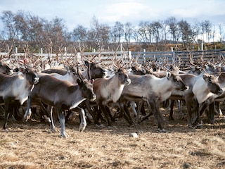 Sample content_Norwegian Wood (Revised, Expanded, and Updated Edition)