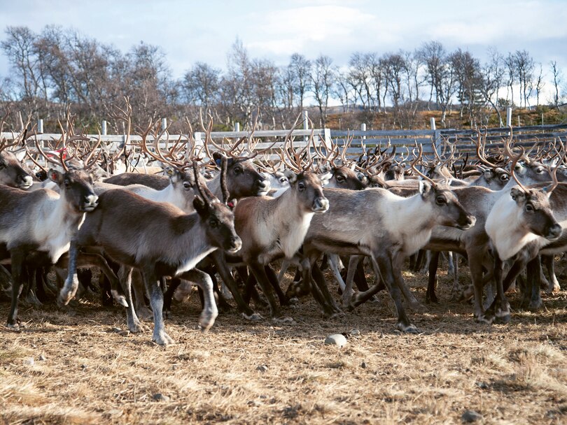 Sample content_Norwegian Wood (Revised, Expanded, and Updated Edition)