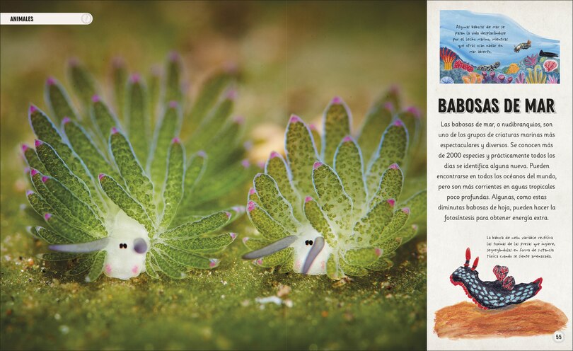 Aper&ccedil;u du contenu 2_Oc&eacute;anos incre&iacute;bles (Amazing Oceans)