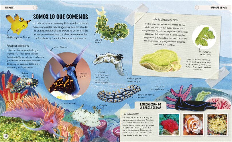 Aper&ccedil;u du contenu 4_Oc&eacute;anos incre&iacute;bles (Amazing Oceans)