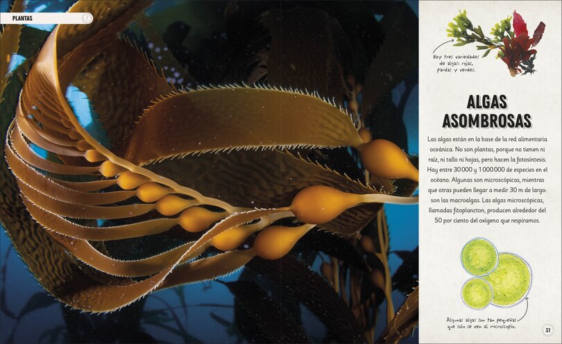 Aper&ccedil;u du contenu 5_Oc&eacute;anos incre&iacute;bles (Amazing Oceans)