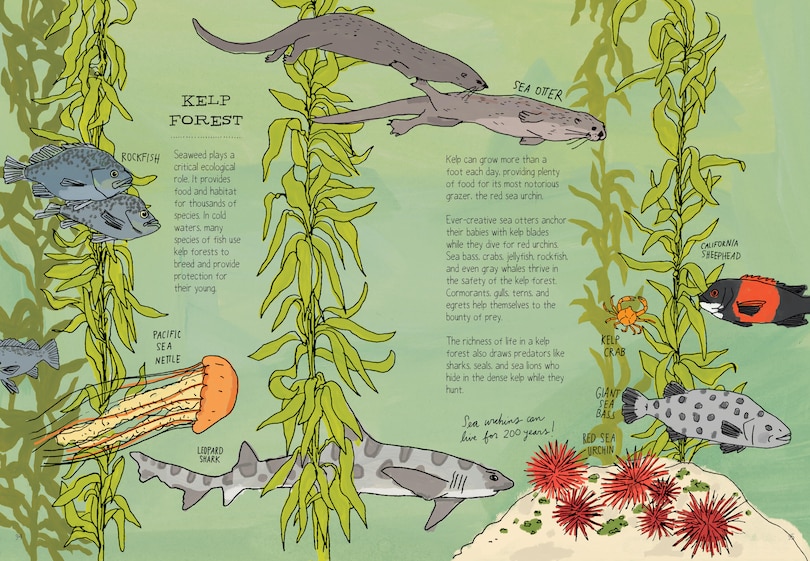 Aperçu du contenu_Ocean Anatomy