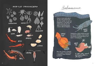 Aperçu du contenu 4_Ocean Anatomy