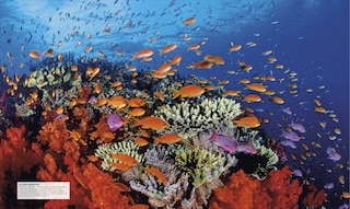 Sample content_Ocean, New Edition