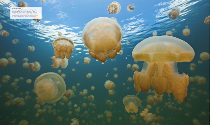 Sample content 3_Ocean, New Edition