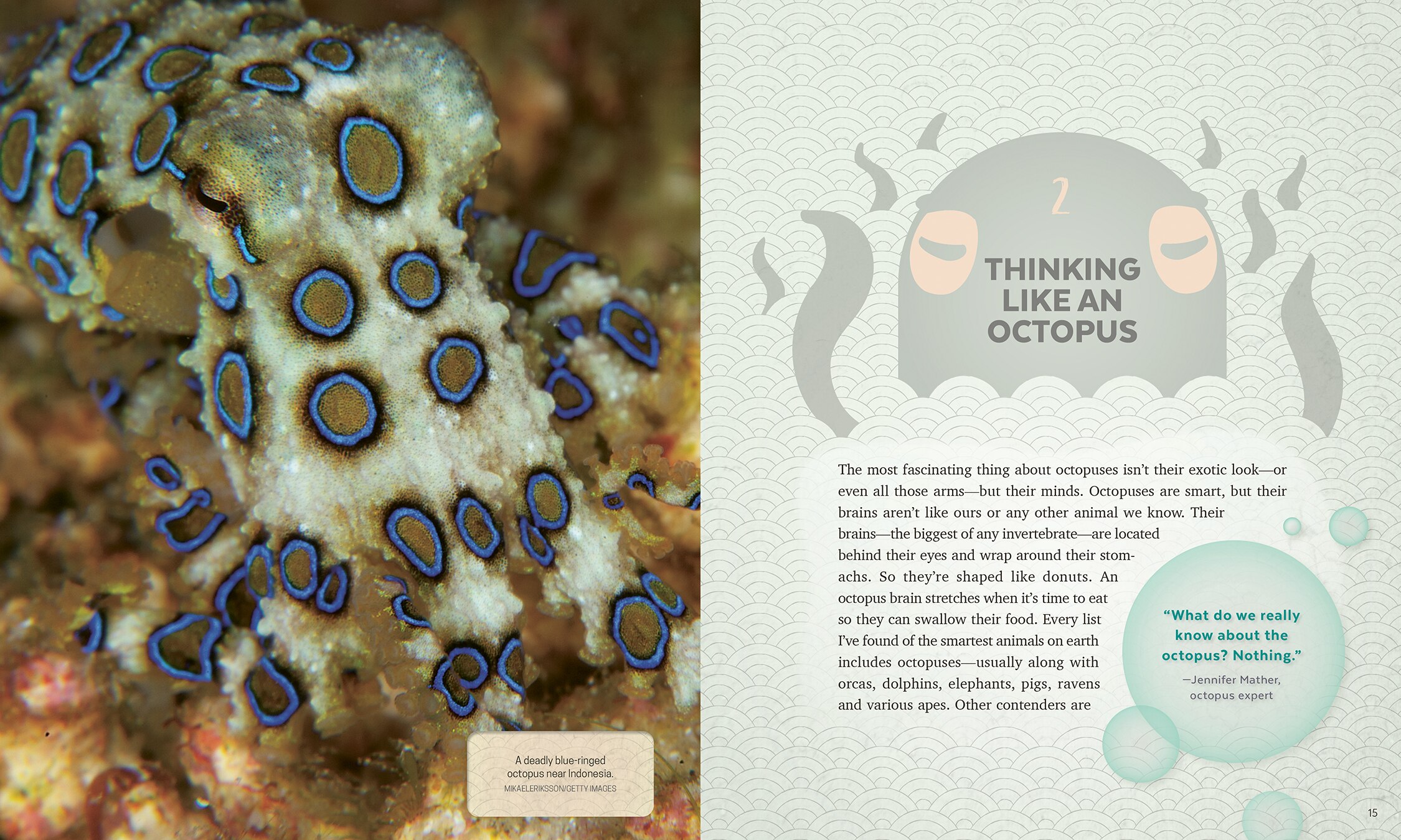 Octopus Ocean: Geniuses Of The Deep Book By Mark Leiren-young