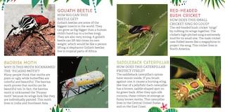 Sample content_Odd Bugs (A Curious Crittters Board Book)