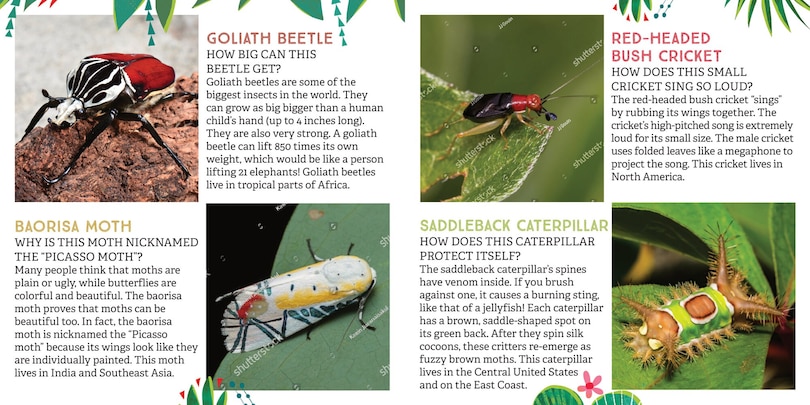 Sample content_Odd Bugs (A Curious Crittters Board Book)