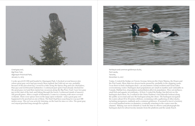 Aper&ccedil;u du contenu_Ontario Wildlife Photography