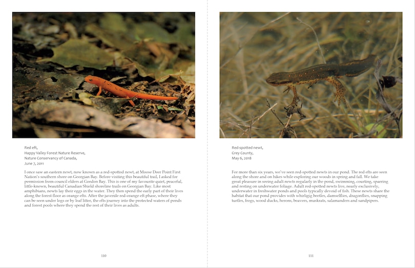 Aper&ccedil;u du contenu 3_Ontario Wildlife Photography