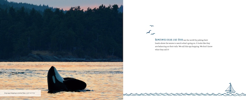 Sample content_Orcas Of The Salish Sea