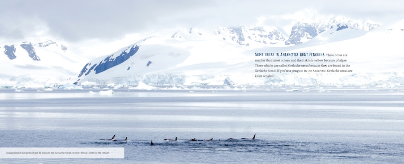 Sample content 2_Orcas Of The Salish Sea