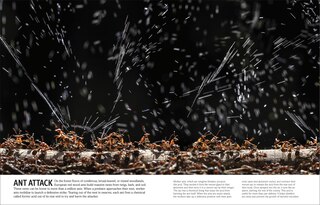 Sample content_Our World in Pictures Bugs, Butterflies, Beetles and Bees