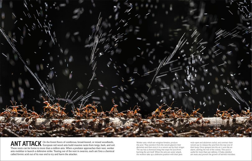 Sample content_Our World in Pictures Bugs, Butterflies, Beetles and Bees