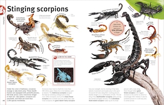 Sample content 2_Our World in Pictures Bugs, Butterflies, Beetles and Bees