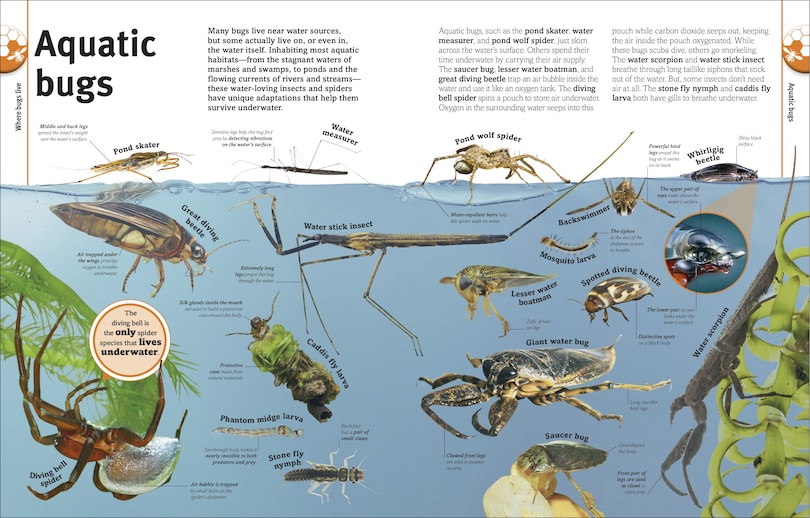 Sample content 3_Our World in Pictures Bugs, Butterflies, Beetles and Bees