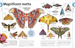 Sample content 4_Our World in Pictures Bugs, Butterflies, Beetles and Bees