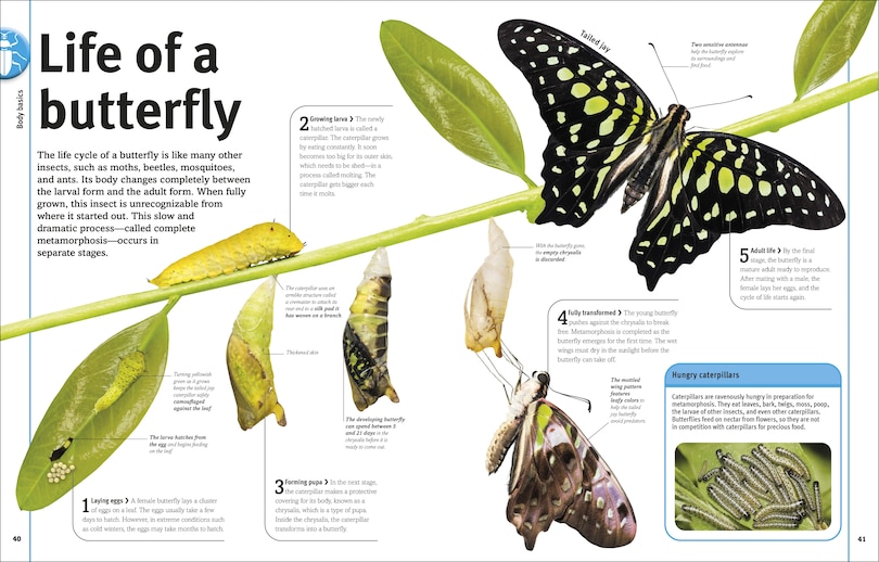 Sample content 5_Our World in Pictures Bugs, Butterflies, Beetles and Bees