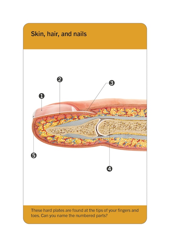 Aper&ccedil;u du contenu_Our World in Pictures Human Body Flash Cards