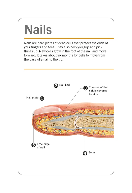 Aper&ccedil;u du contenu 2_Our World in Pictures Human Body Flash Cards