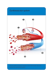 Aper&ccedil;u du contenu 3_Our World in Pictures Human Body Flash Cards
