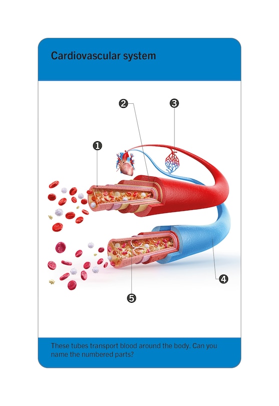 Aper&ccedil;u du contenu 3_Our World in Pictures Human Body Flash Cards