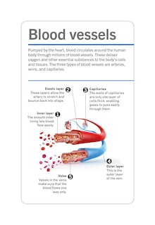 Aper&ccedil;u du contenu 4_Our World in Pictures Human Body Flash Cards