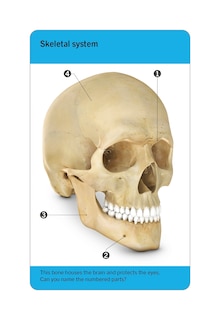 Aper&ccedil;u du contenu 5_Our World in Pictures Human Body Flash Cards