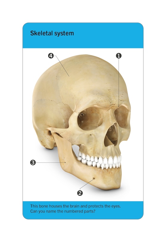 Aper&ccedil;u du contenu 5_Our World in Pictures Human Body Flash Cards
