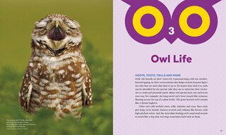 Aperçu du contenu_Owls