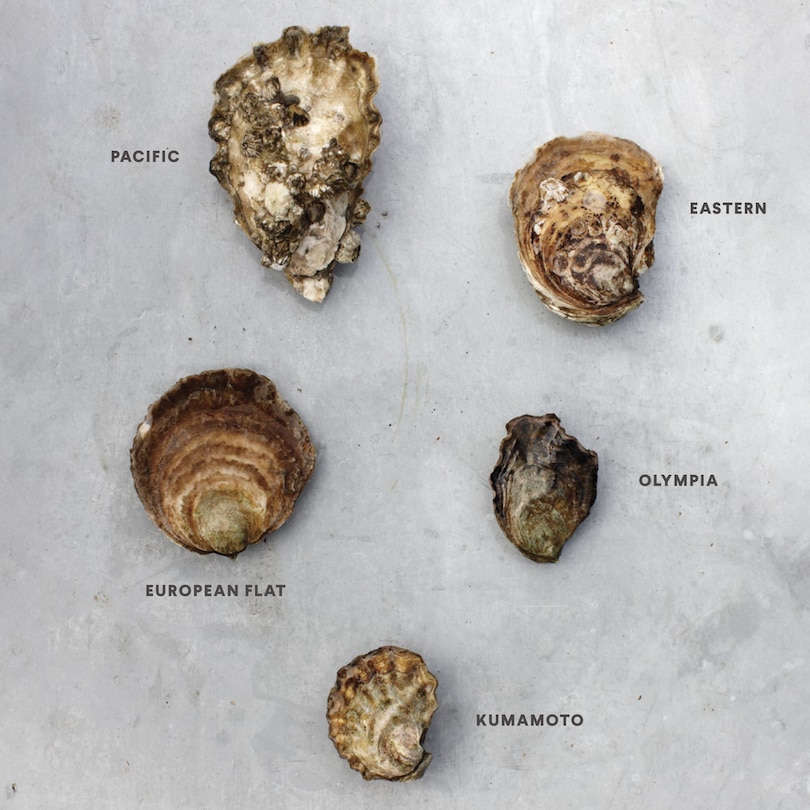 Sample content 5_Oysters