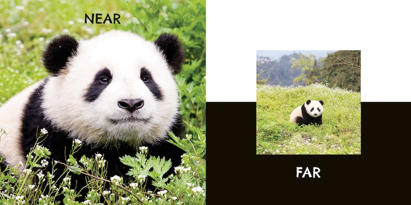 Sample content_Panda Opposites