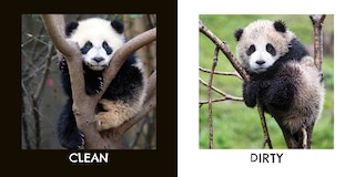 Sample content 2_Panda Opposites