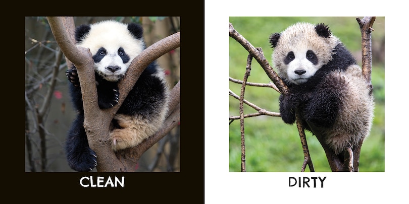 Sample content 2_Panda Opposites