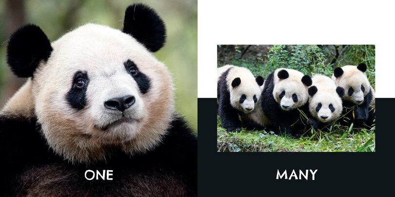 Sample content 3_Panda Opposites