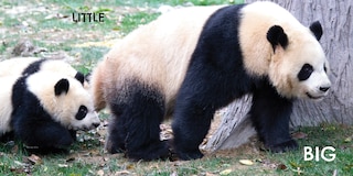 Sample content 4_Panda Opposites